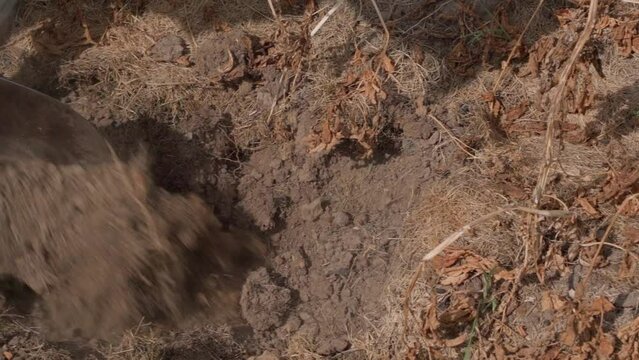 Digging up the soil to double-check that all the potatoes have been found