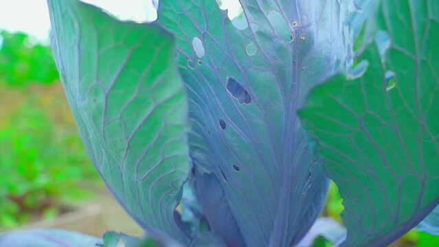 Holes in a leaf of a growing red cabbage in the vegetable garden