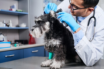 Veterinarian examining dog's ears with otoscope - obrazy, fototapety, plakaty