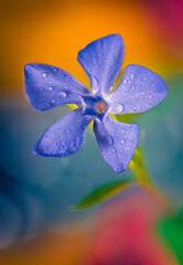 Extreme macro picture of Vinca major or Greater periwinkle flower in morning dew. Vertical view of violet flower from Apocynaceae family plants growing in nature. Beautiful floral background.