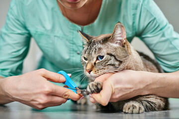 Veterinarian clipping cat's nails at the clinic