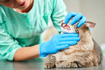 Veterinarian examining cat's teeth at the visit