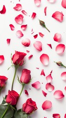 Red Roses on White Background