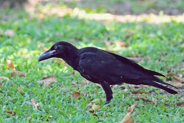 Large Billed Crow (Corvus macrorhynchos) walking on lawn