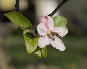 Bees collecting nectar for the honey on blossoming trees