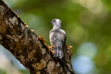 Beautiful bird in Asian, It is a kind of bird found in Thailand.