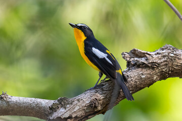 Beautiful bird in Asian, It is a kind of bird found in Thailand.