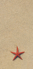 overhead shot starfish on sand at the beach with space for text