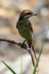 Beautiful bird in Asian, It is a kind of bird found in Thailand.