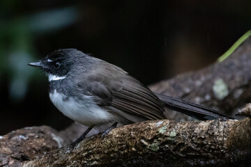 Beautiful bird in Asian, It is a kind of bird found in Thailand.