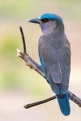 Beautiful bird in Asian, It is a kind of bird found in Thailand.