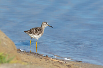 Wood sandpiper, Tringa glareola. A bird walks along the riverbank in search of prey