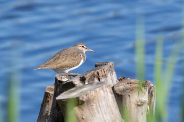 Common sandpiper, Actitis hypoleucos. A bird sits on a wooden post on the bank of the river - obrazy, fototapety, plakaty