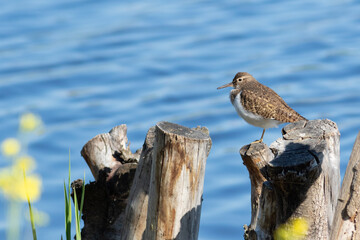 Common sandpiper, Actitis hypoleucos. A bird sits on a wooden post on the bank of the river - obrazy, fototapety, plakaty