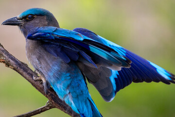 Beautiful bird in Asian, It is a kind of bird found in Thailand.