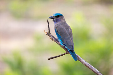 Beautiful bird in Asian, It is a kind of bird found in Thailand.