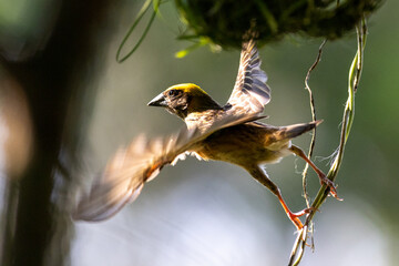 Beautiful bird in Asian, It is a kind of bird found in Thailand.