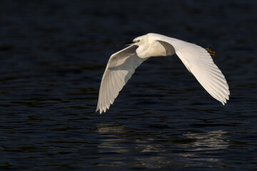 Beautiful bird in Asian, It is a kind of bird found in Thailand.