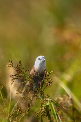 Beautiful bird in Asian, It is a kind of bird found in Thailand.
