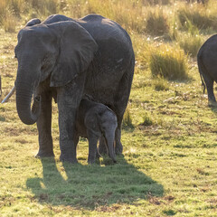 Telephoto shot of a female african Elephant and her calf wading through the banks of the Chobe River, Botswana.