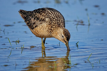 Long-billed dowitcher (Limnodromus scolopaceus). Migratory bird. It inhabits mainly the tundra of...