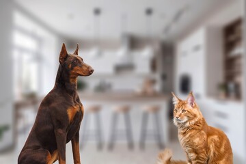 Cat and dog meeting looking sitting in room