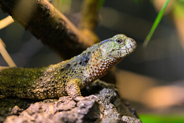 A Chinese crocodile lizard resting on a log