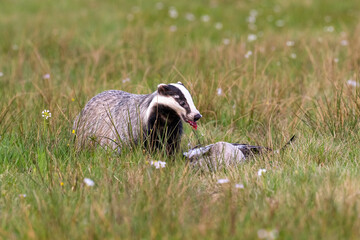 Eurasian badger and its prey. Bohemian-Moravian highlands. © Ji