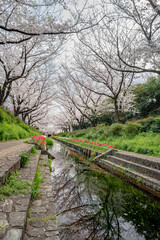 横浜の風景　江川せせらぎ緑道