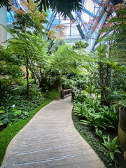 Tranquil Pathway Through Lush Green Conservatory