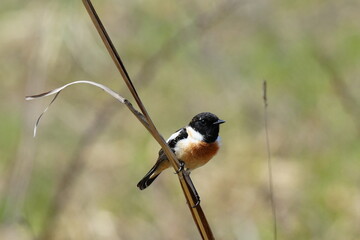 茎に止まるノビタキ