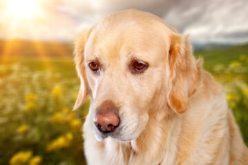 Cute domestic dog standing in a field lawn