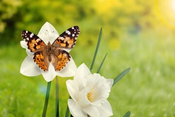 Beautiful colored butterfly sitting on flower