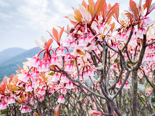 Vibrant Chinese New Year Blossoms in Full Bloom