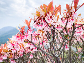 Vibrant Chinese New Year Blossoms in Full Bloom