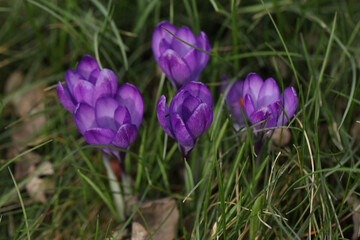 A bunch of purple crocus flowers in the grass