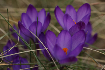 Fototapeta premium A bunch of purple crocus flowers in the grass
