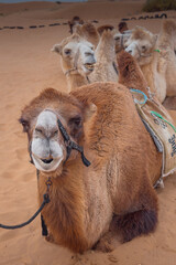 Obraz premium The camels brigade resting in the Gobi desert of Inner Mongolia, China