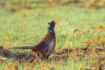A male Common Pheasant walking in a meadow