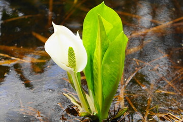 白い水芭蕉の花