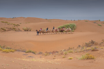 Camel caravan going through the desert, Inner Mongolia, China