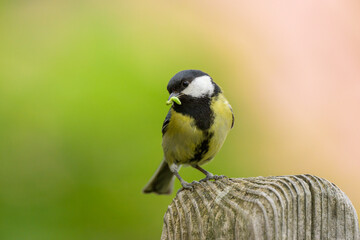 A great tit sitting on a wooden pole