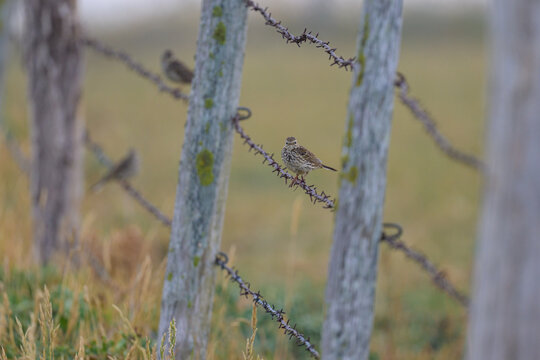 A Meadow Pipit sitting on a fence