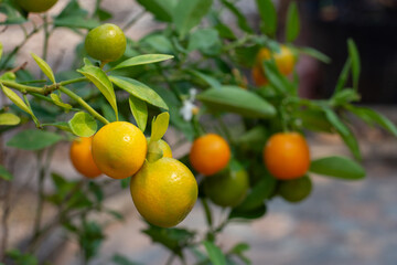 Kumquat Orange on tree branch