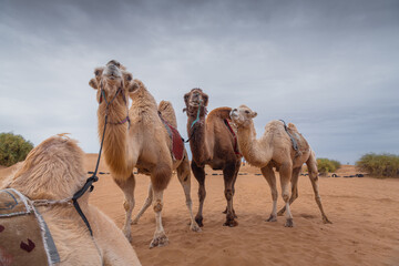 Close un portrait of the three funny camels in desert of Inner Mongolia, China