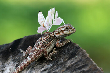 Obraz premium lizard, bearded dragon, orchid mantis, a bearded dragon lizard and an orchid mantis on its body 