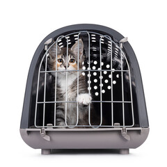 Cute tortie Maine Coon cat kitten, sitting in closed transportaion box. Looking through the fenced...