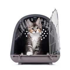 Cute tortie Maine Coon cat kitten, sitting in  transportaion box with door open. Looking curious...