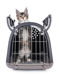 Cute tortie Maine Coon cat kitten, standing on hind legs through top opening of transportaion box. Looking through the fenced door straight to camera. Isolated on a white background. - obrazy, fototapety, plakaty