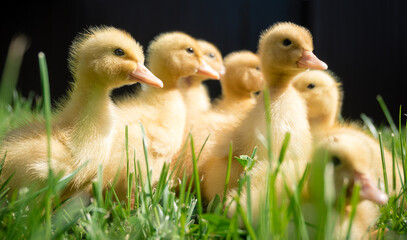 Very cute little ducklings in the green grass. Little ducklings only 5.6 days old.